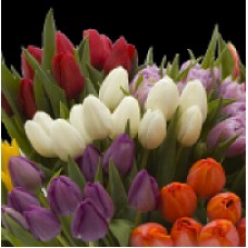 Tulips Assorted 7 Colour - 350 stems